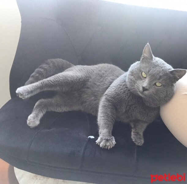 British Shorthair, Kedi  Duman fotoğrafı