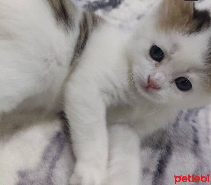 Ankara Kedisi, Kedi  tontiş fotoğrafı