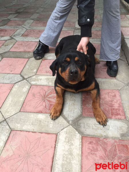 Rottweiler, Köpek  Angel fotoğrafı