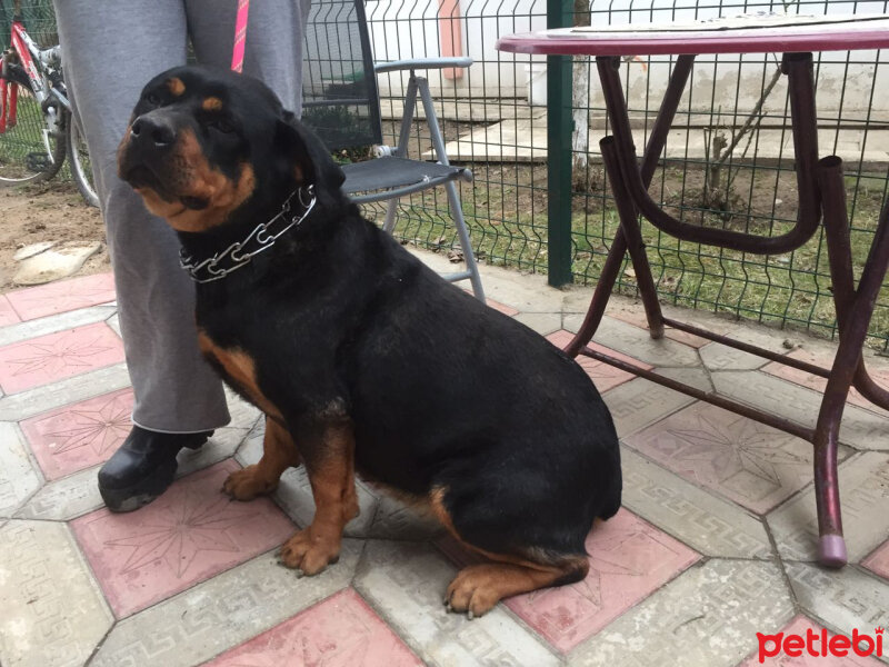 Rottweiler, Köpek  Angel fotoğrafı