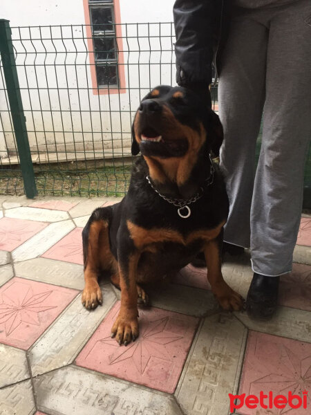 Rottweiler, Köpek  Angel fotoğrafı