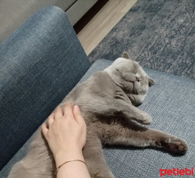 Scottish Fold, Kedi  Yumak fotoğrafı