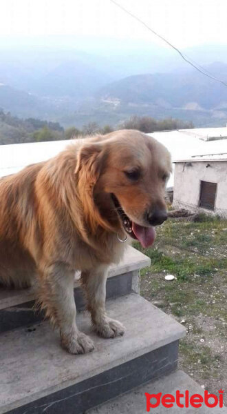 Golden Retriever, Köpek  Luna fotoğrafı