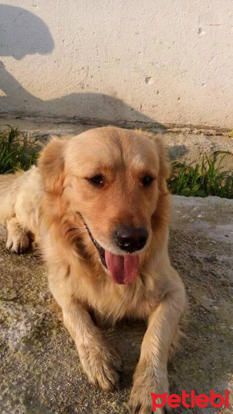 Golden Retriever, Köpek  Luna fotoğrafı