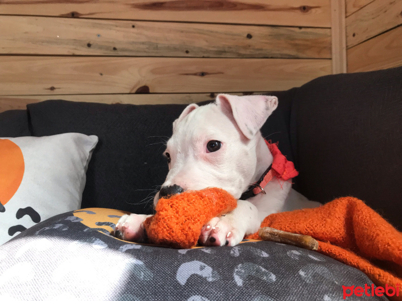 Amerikan Staffordshire Terrier, Köpek  Pink fotoğrafı