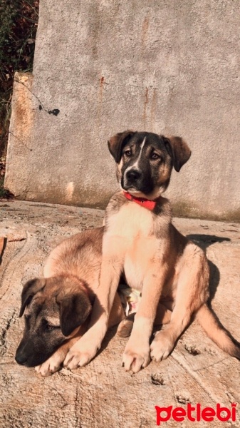 Kangal, Köpek  Mika,Moka fotoğrafı