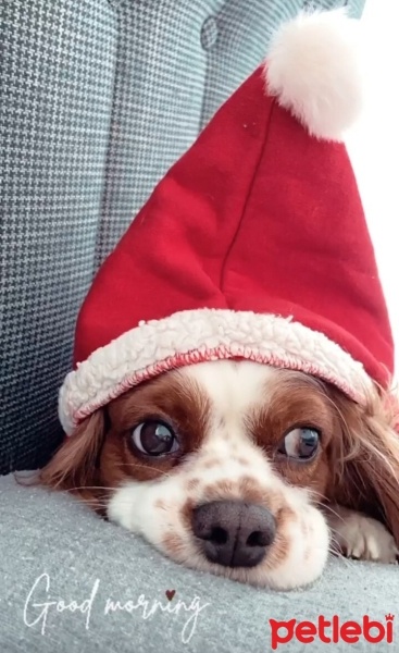 Cavalier King Charles Spanieli, Köpek  Chucky fotoğrafı