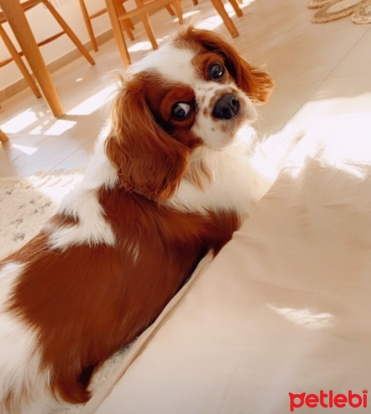 Cavalier King Charles Spanieli, Köpek  Chucky fotoğrafı