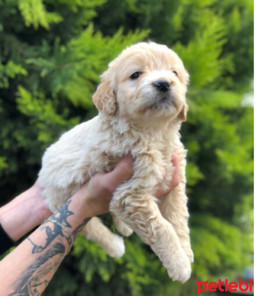 Maltese, Köpek  KRAL fotoğrafı