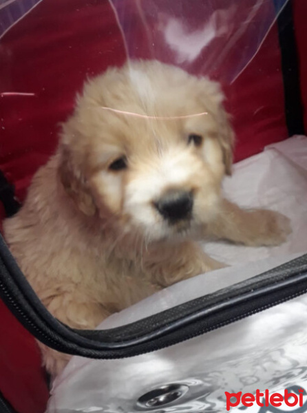 Maltese, Köpek  KRAL fotoğrafı