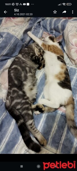 Scottish Fold, Kedi  Benekli ve Ares fotoğrafı