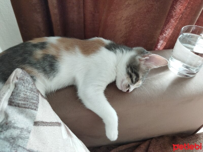 Scottish Fold, Kedi  Benekli ve Ares fotoğrafı