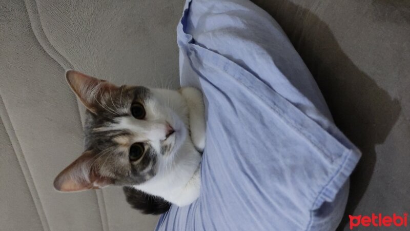 Scottish Fold, Kedi  Benekli ve Ares fotoğrafı