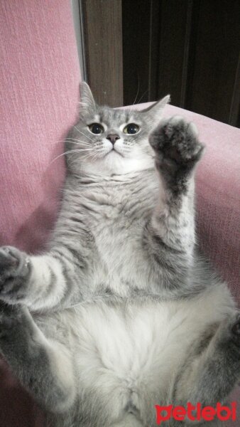 British Shorthair, Kedi  barbie :) fotoğrafı