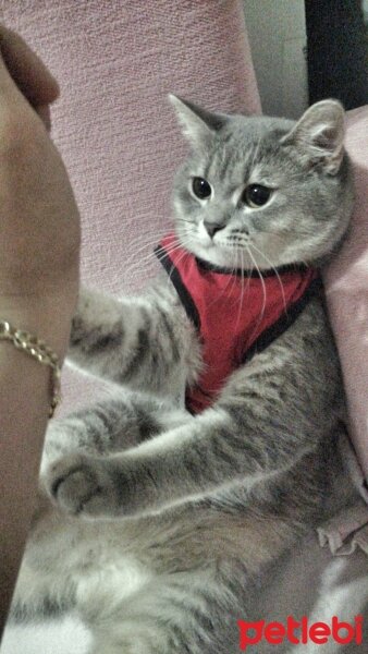 British Shorthair, Kedi  barbie :) fotoğrafı