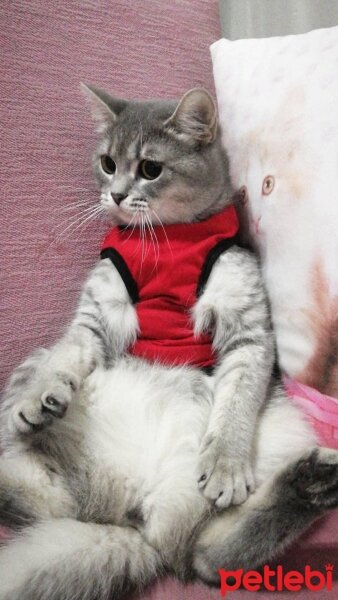 British Shorthair, Kedi  barbie :) fotoğrafı