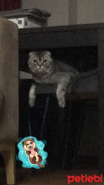 Scottish Fold, Kedi  bulut fotoğrafı