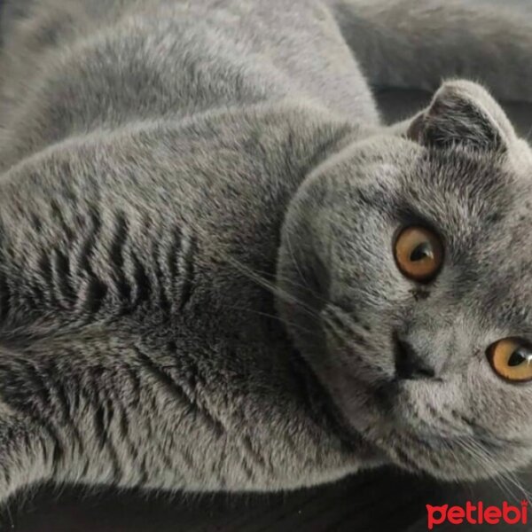 Scottish Fold, Kedi  Pablo fotoğrafı