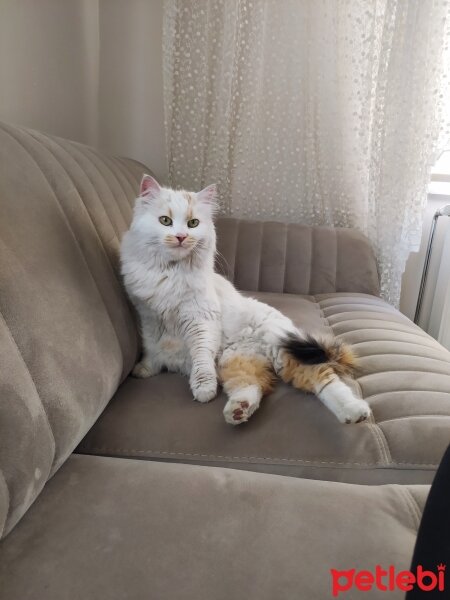 Ankara Kedisi, Kedi  Pamuk fotoğrafı