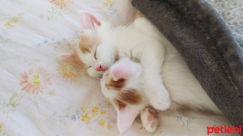 Ankara Kedisi, Kedi  Pamuk fotoğrafı