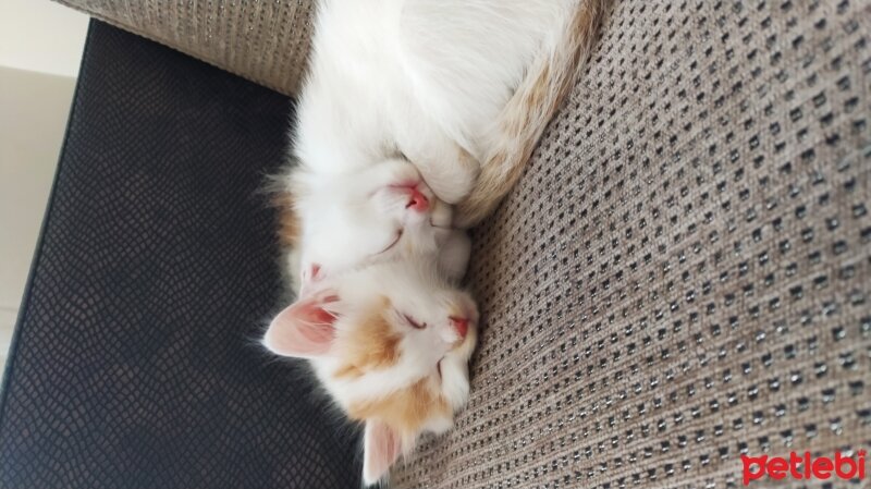 Ankara Kedisi, Kedi  Pamuk fotoğrafı