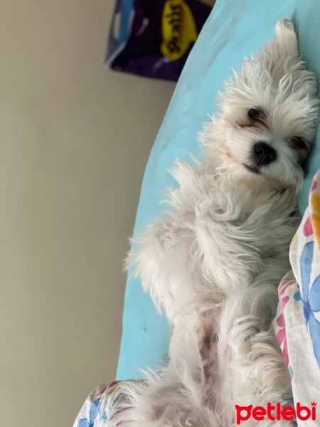 Maltese, Köpek  Dobby fotoğrafı
