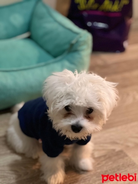 Maltese, Köpek  Dobby fotoğrafı