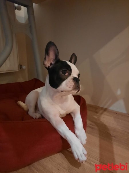Fransız Bulldog, Köpek  Bubbles fotoğrafı