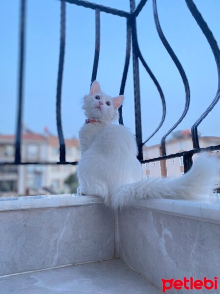 Ankara Kedisi, Kedi  Merlin fotoğrafı