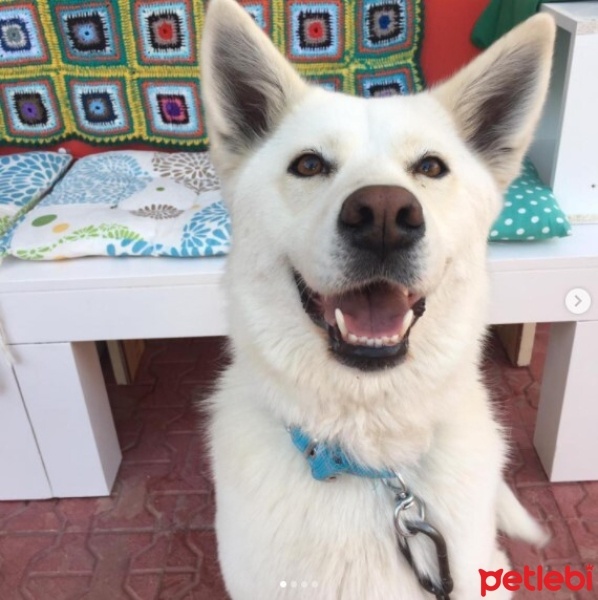 Alman Çoban Köpeği, Köpek  Betty fotoğrafı