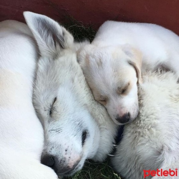 Alman Çoban Köpeği, Köpek  Betty fotoğrafı