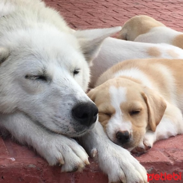 Alman Çoban Köpeği, Köpek  Betty fotoğrafı