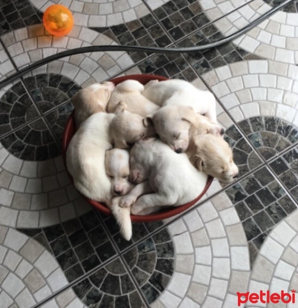 Alman Çoban Köpeği, Köpek  Betty fotoğrafı