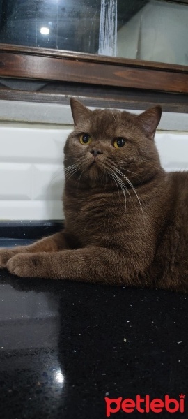 British Shorthair, Kedi  brownie fotoğrafı