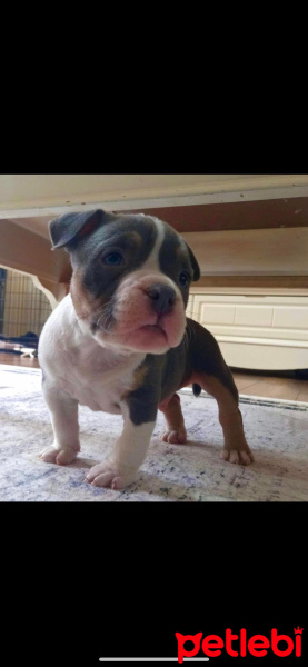 Amerikan Staffordshire Terrier, Köpek  Ares fotoğrafı