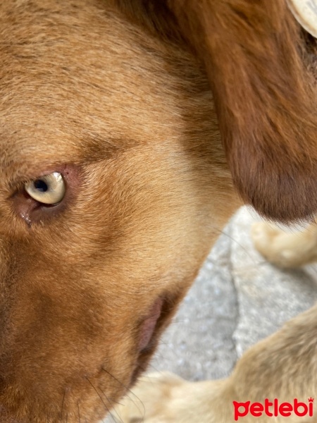 Golden Retriever, Köpek  Bobby fotoğrafı