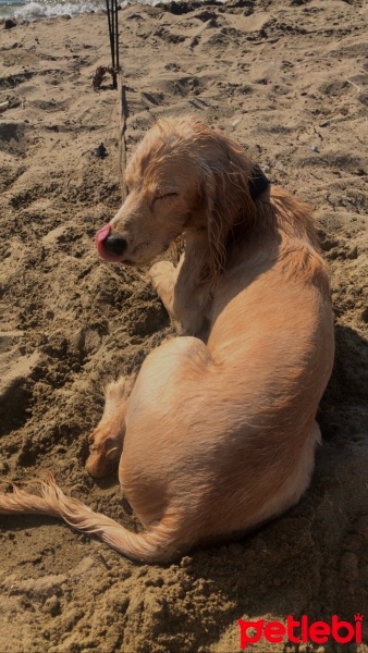 İngiliz Cocker Spaniel, Köpek  Yogi fotoğrafı
