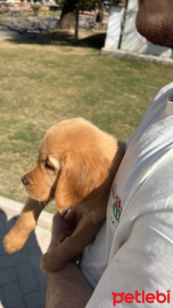 Golden Retriever, Köpek  Leo fotoğrafı