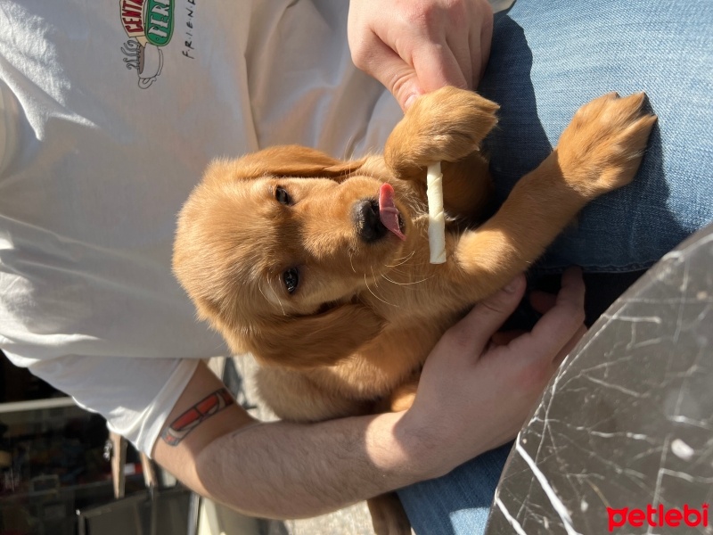 Golden Retriever, Köpek  Leo fotoğrafı