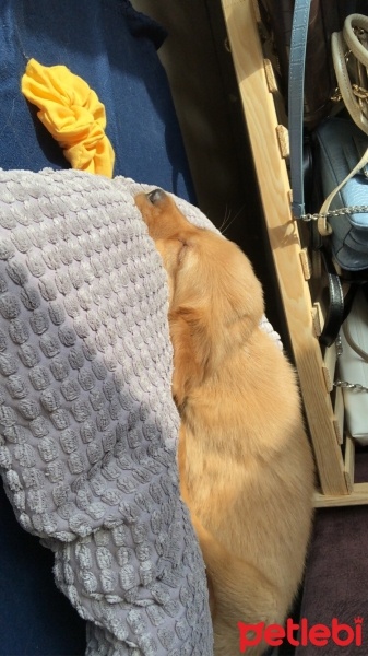 Golden Retriever, Köpek  Leo fotoğrafı