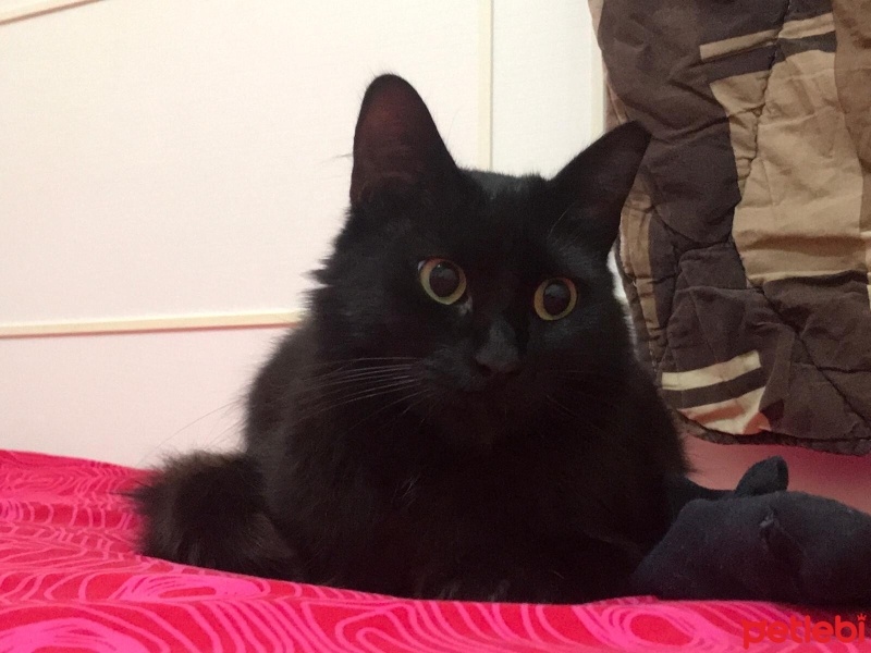 Bombay, Kedi  Gece fotoğrafı