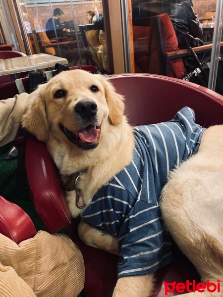 Golden Retriever, Köpek  Sanu fotoğrafı
