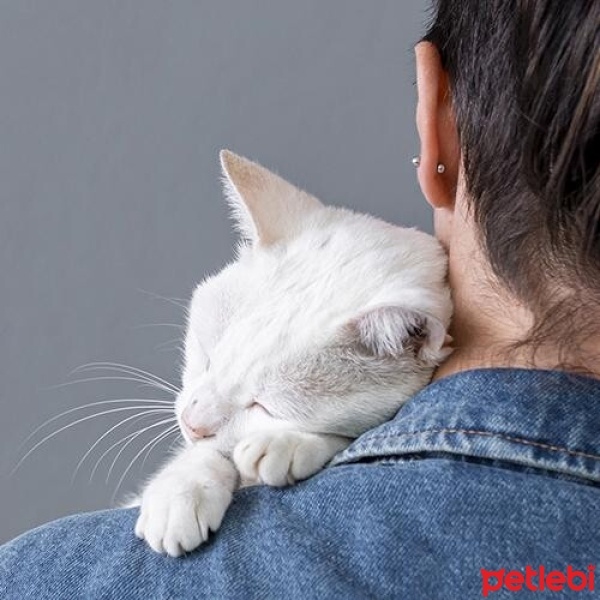 Van Kedisi, Kedi  ferit fotoğrafı