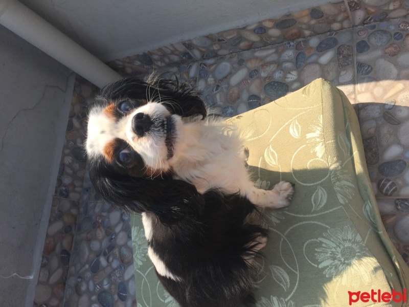Cavalier King Charles Spanieli, Köpek  Maya fotoğrafı