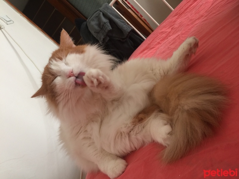 Sarman, Kedi  Hasan fotoğrafı