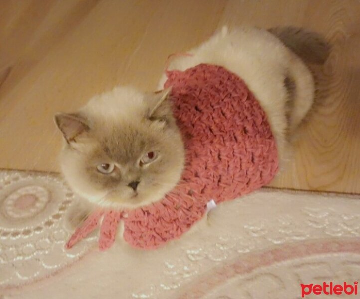 British Shorthair, Kedi  KÜBA - MORFİN fotoğrafı