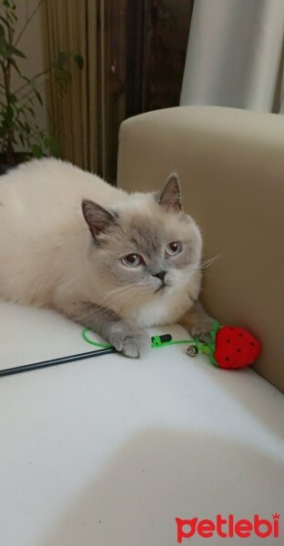 British Shorthair, Kedi  KÜBA - MORFİN fotoğrafı