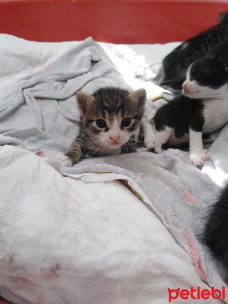 Tekir Kedi, Kedi  Güzel yavrumuza ömürlük yuva arıyoruz fotoğrafı