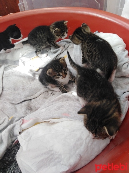 Tekir Kedi, Kedi  Yavrularımıza yuva arıyoruz fotoğrafı