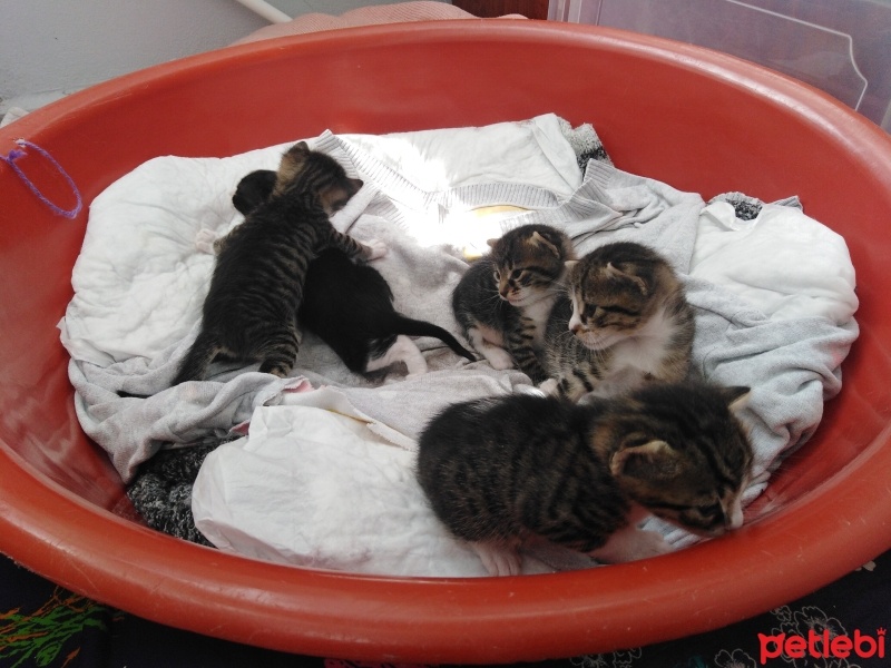 Tekir Kedi, Kedi  Yavrularımıza yuva arıyoruz fotoğrafı